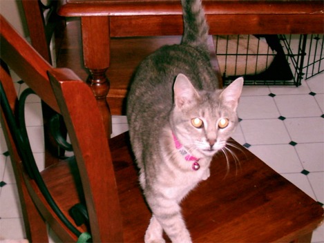 Gray Tabby